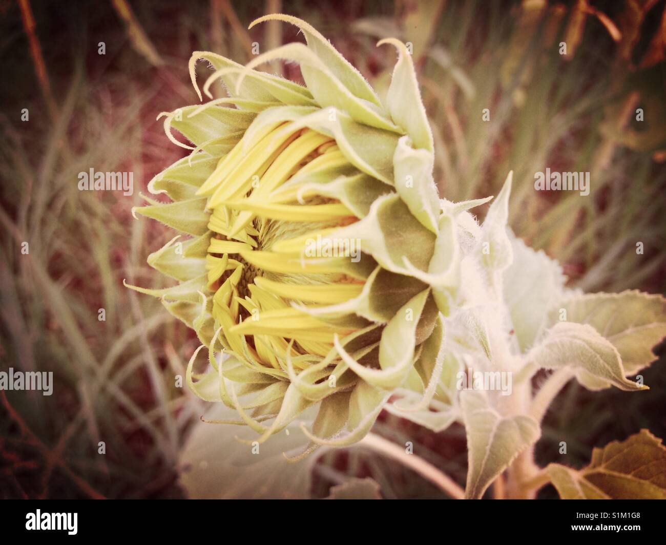 Burgeoning sunflower bud Stock Photo