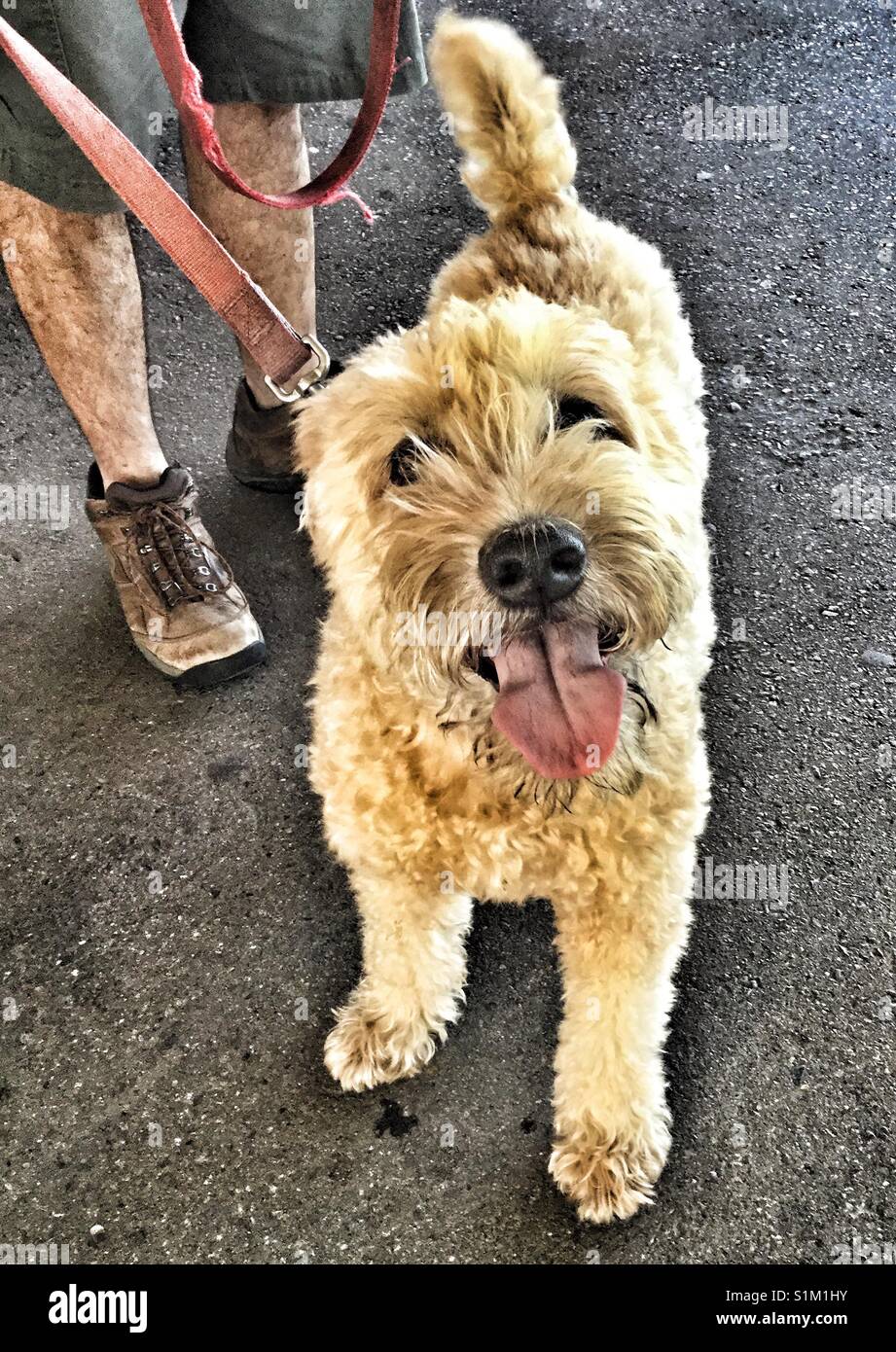 Dog with tongue hanging out stopping long enough for a photo. - Smartphone Captured Stock Image