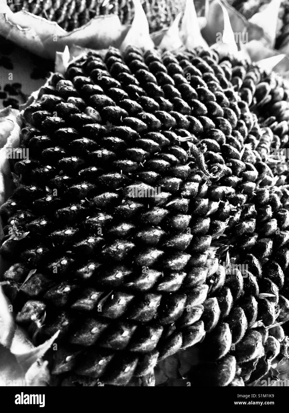 Drying Sunflower Seeds in Black and White Stock Photo