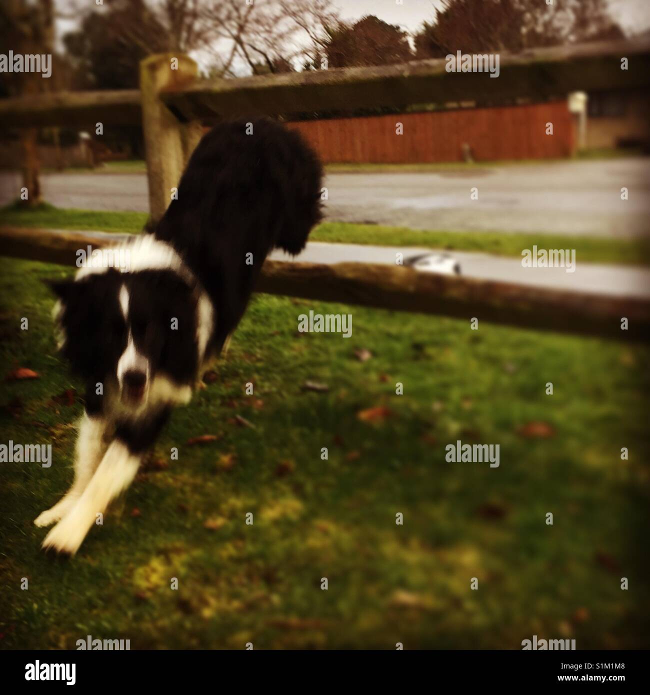 Dog jumping through a fence Stock Photo Alamy