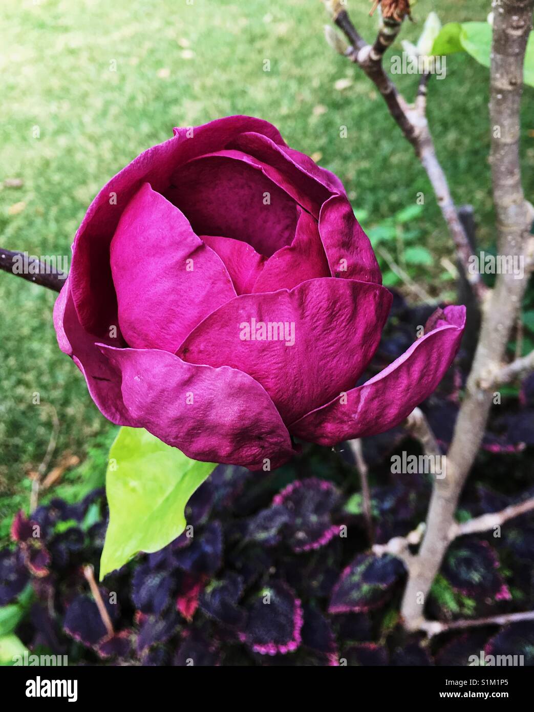 Black tulip magnolia hires stock photography and images Alamy