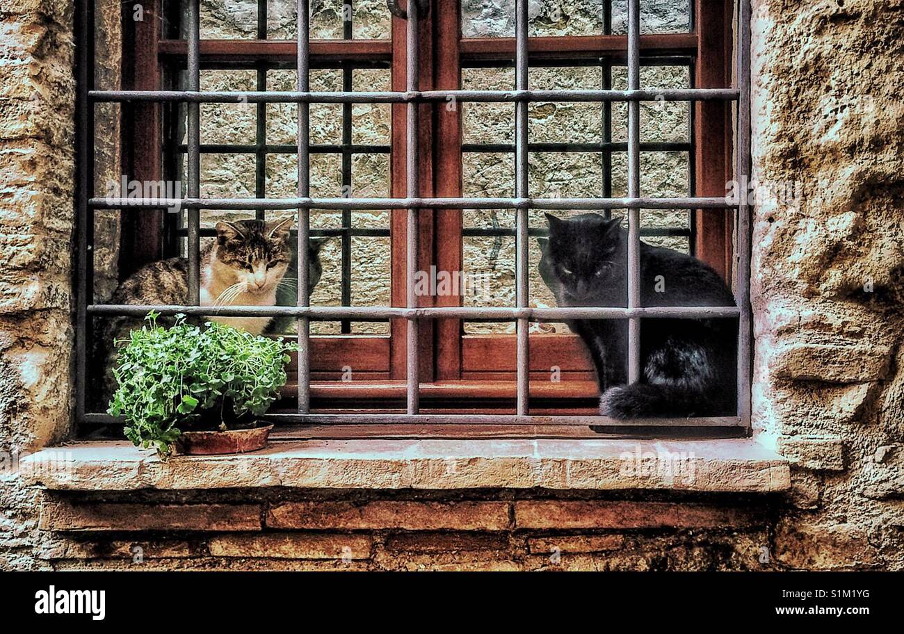 Cats sitting on windowsill outside. Stock Photo