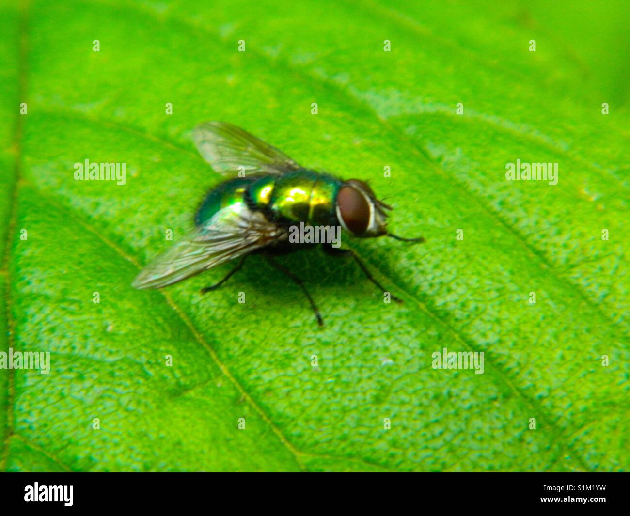 Fly Stock Photo