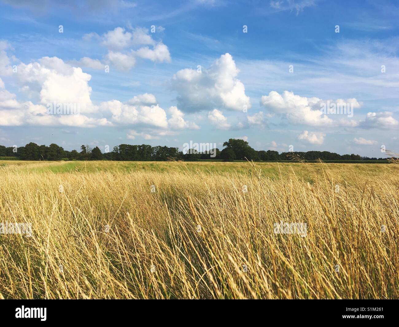 Grassland in northern Germany close to the city of Bremen - Smartphone Captured Stock Image