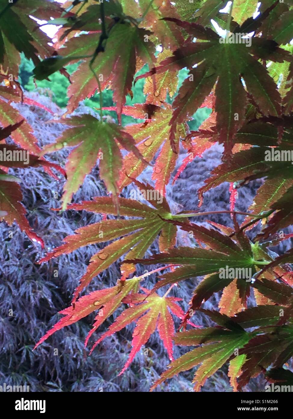 Purple Acer Palmatum Japanese Maple High Resolution Stock Photography ...