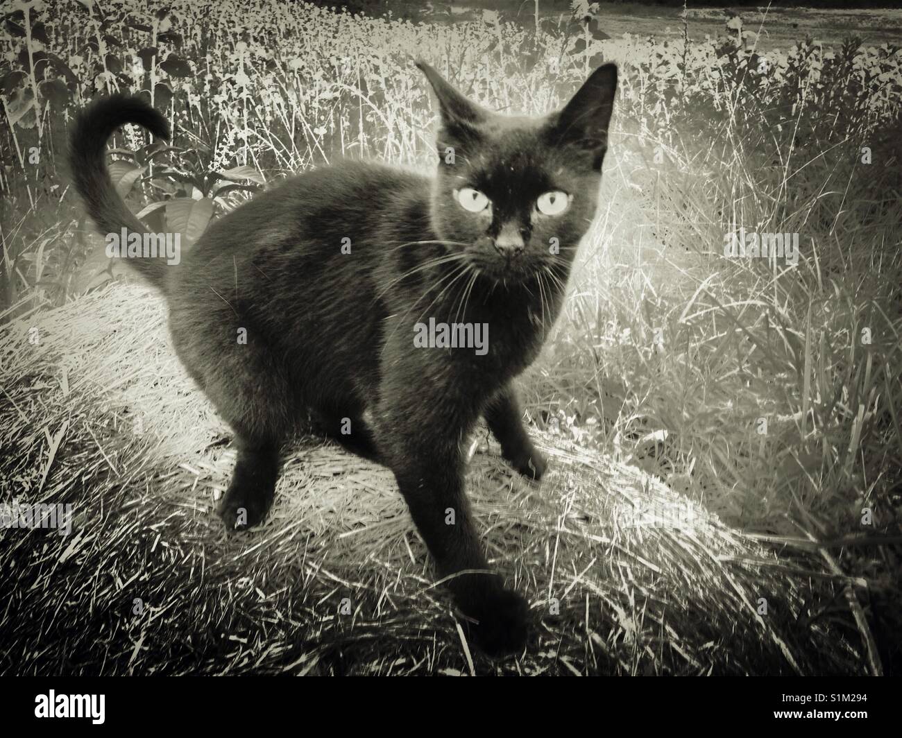 Jumpy black cat at attention on hay bale Stock Photo