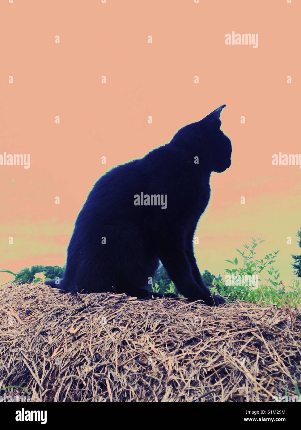 Black cat silhouette on orange sky - Smartphone Captured Stock Image