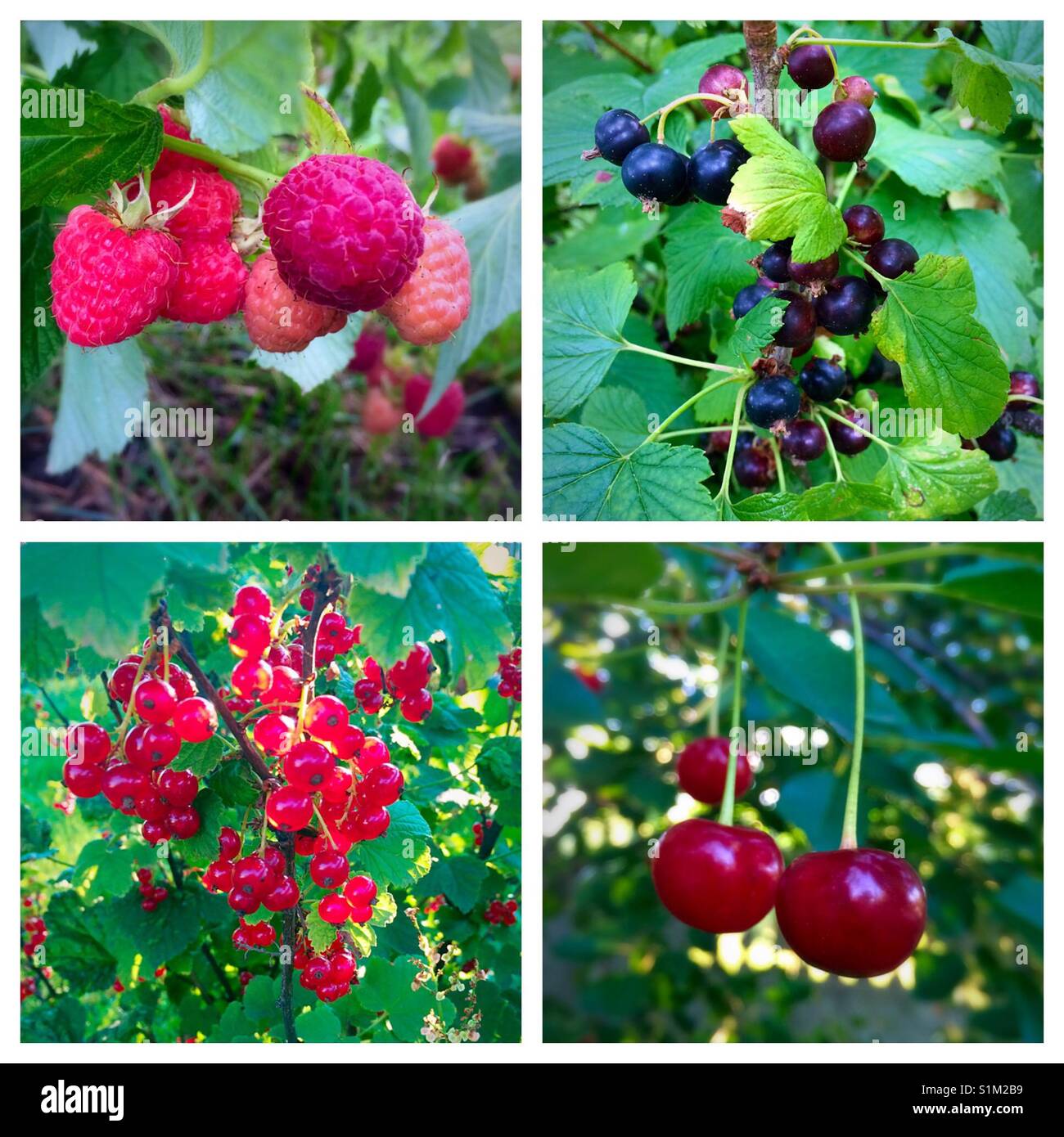 Four types of summer berries on vines Stock Photo Alamy