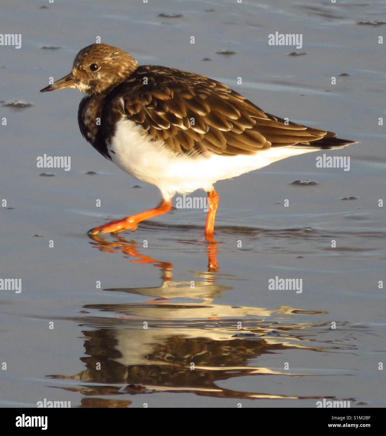 Dunlin sea bird - Smartphone Captured Stock Image