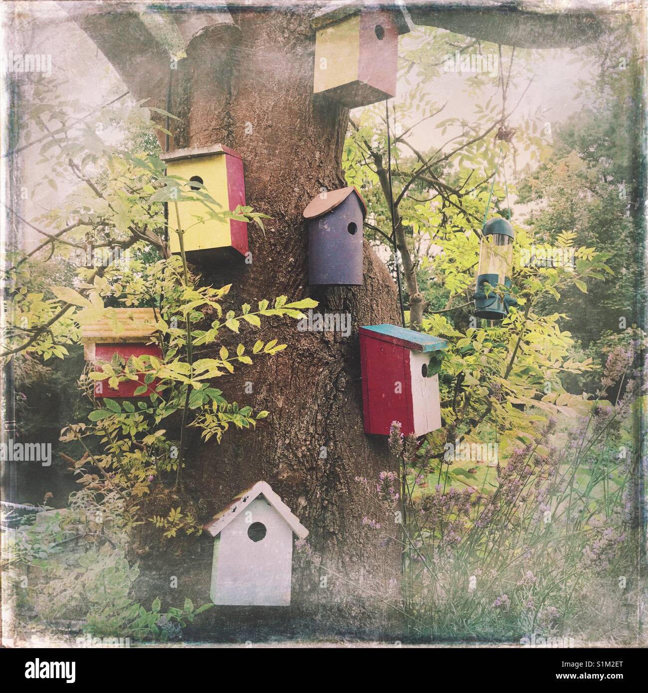 Birdhouses and feeder attached to a tree - Smartphone Captured Stock Image