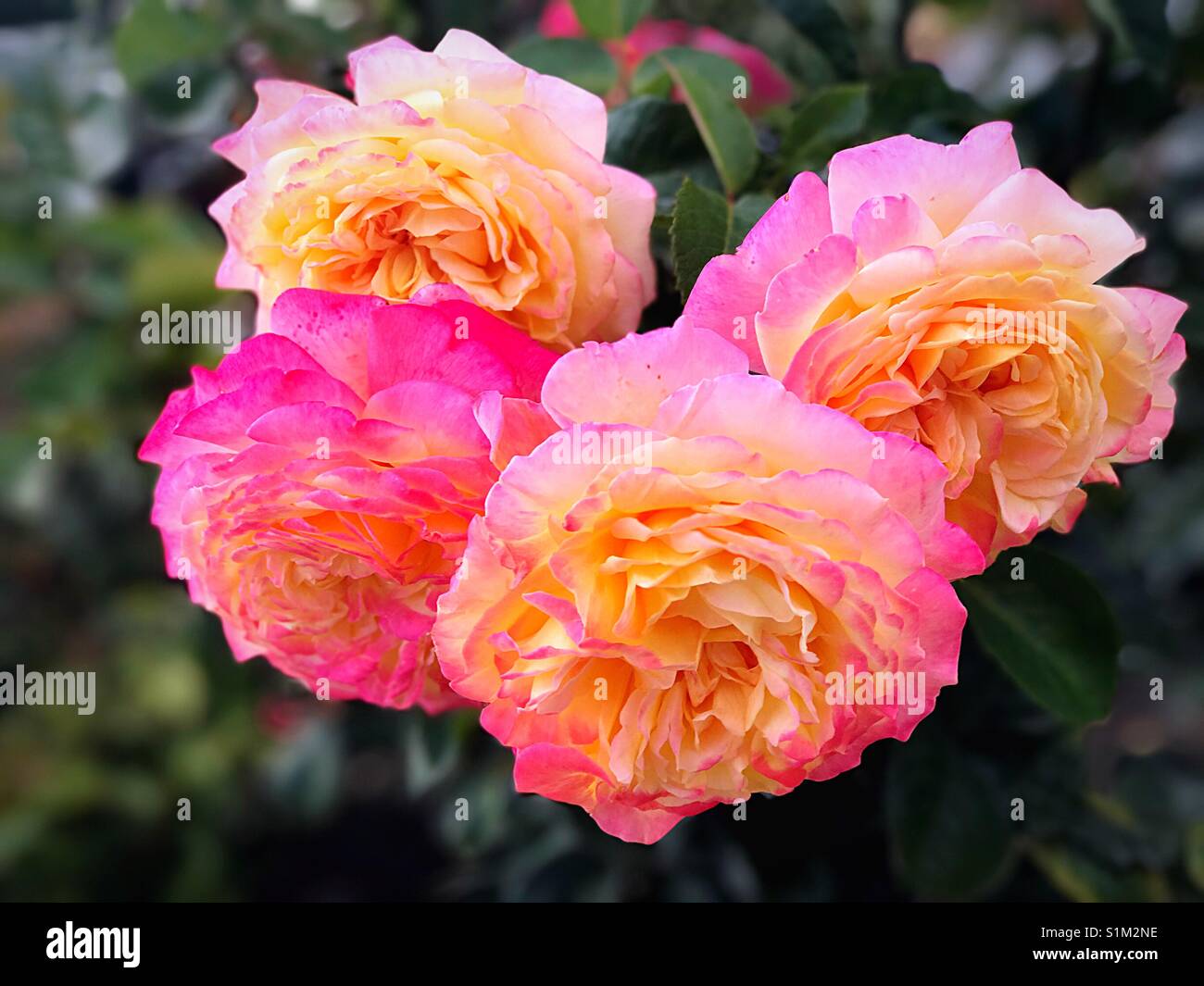 Romantic rose Stock Photo