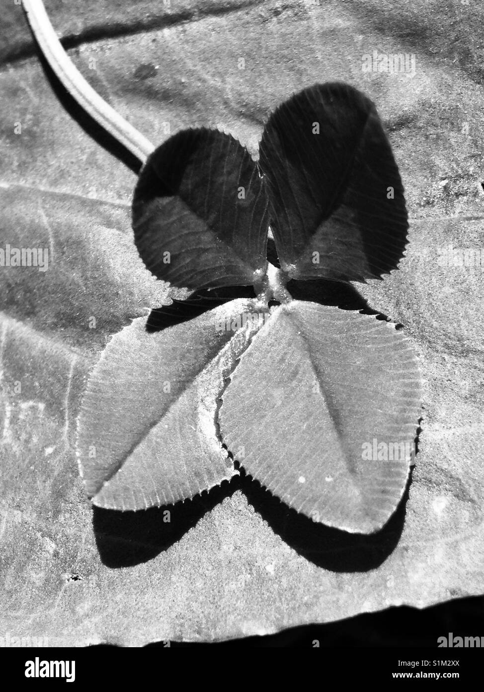 Lucky four leafed / good luck 4 leaf clover. Black and white Stock Photo