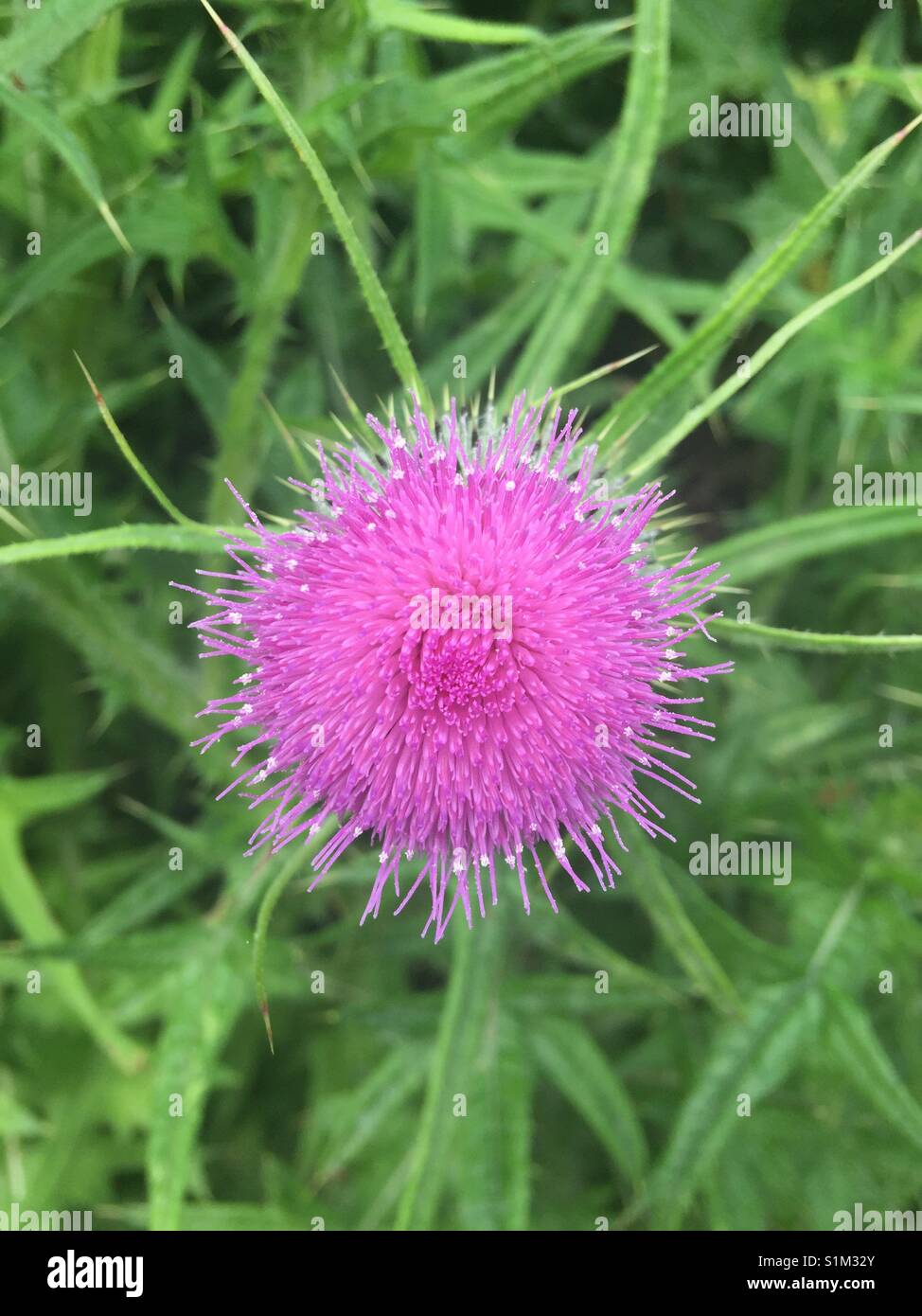 Stunning pink thistle amongst a sea of green prickles,  beautifully symmetrical arrangement of stamens Stock Photo