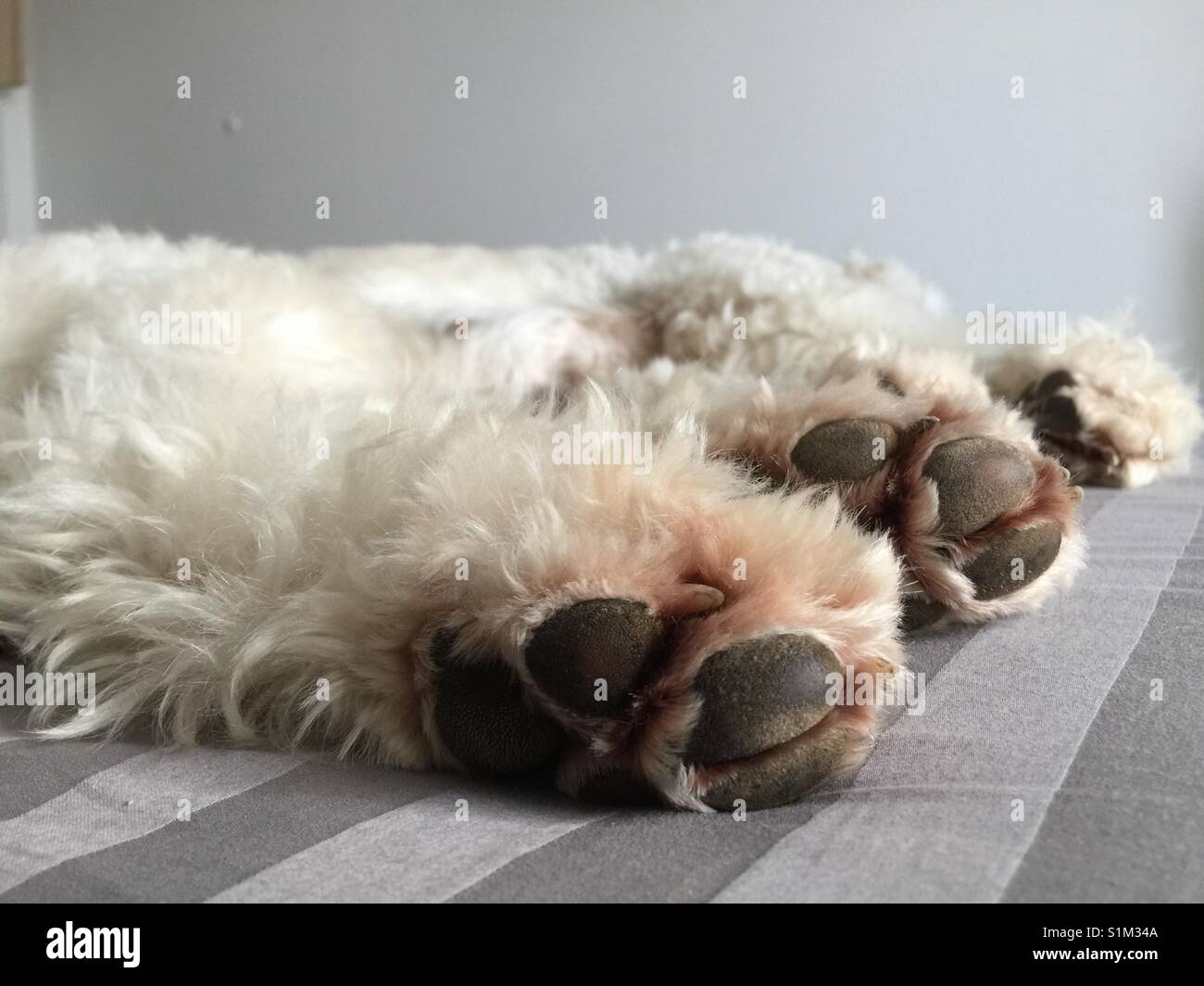 White dog with black paws looking like a polar bear lying in a bed on grey sheets. Weisser Hund, goldendoodle liegt im Bett und chillt, schwarze Hundepfoten, Eisbär, Tatzen, Stock Photo