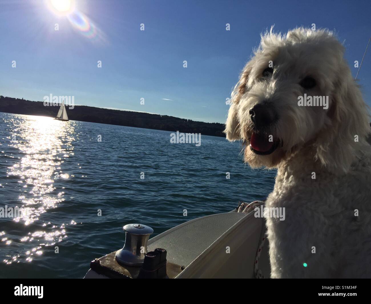 Goldendoodle designer, white dog on sailing boat, waterdog in lake, lake Starnberg Bavaria. Hund segelt mit auf dem See im Segelboot im Sommer bei Föhn,  lacht in die Kamera, Sonne spiegelt im Wasser Stock Photo