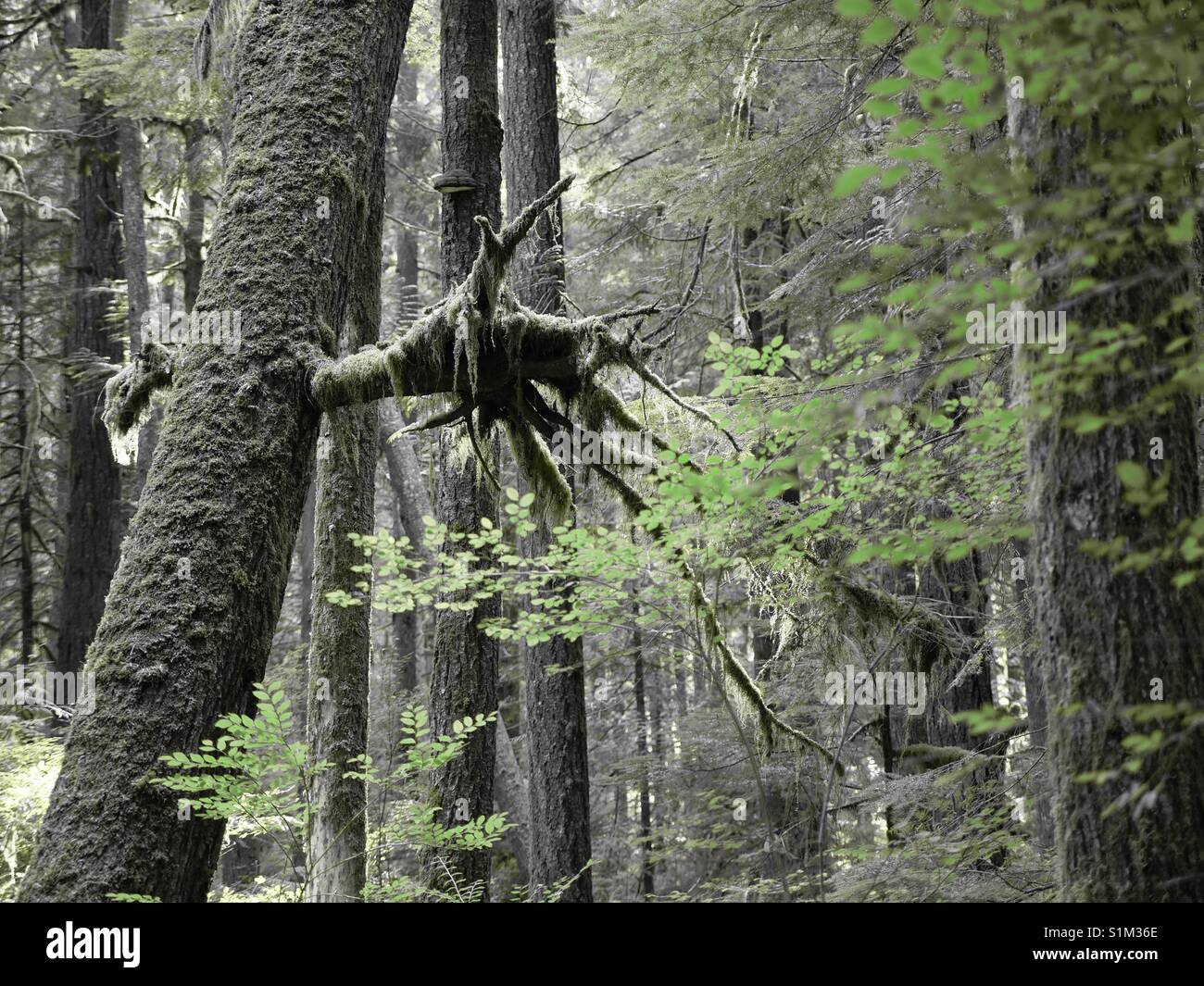 Creepy tree Stock Photo