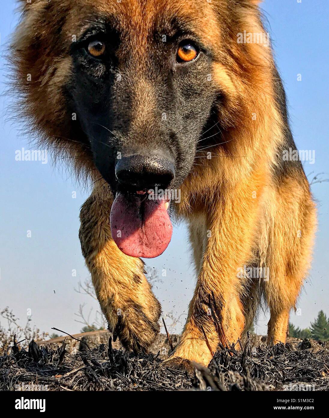 Close up of a German Shepherd dog in motion, walking, looking down with