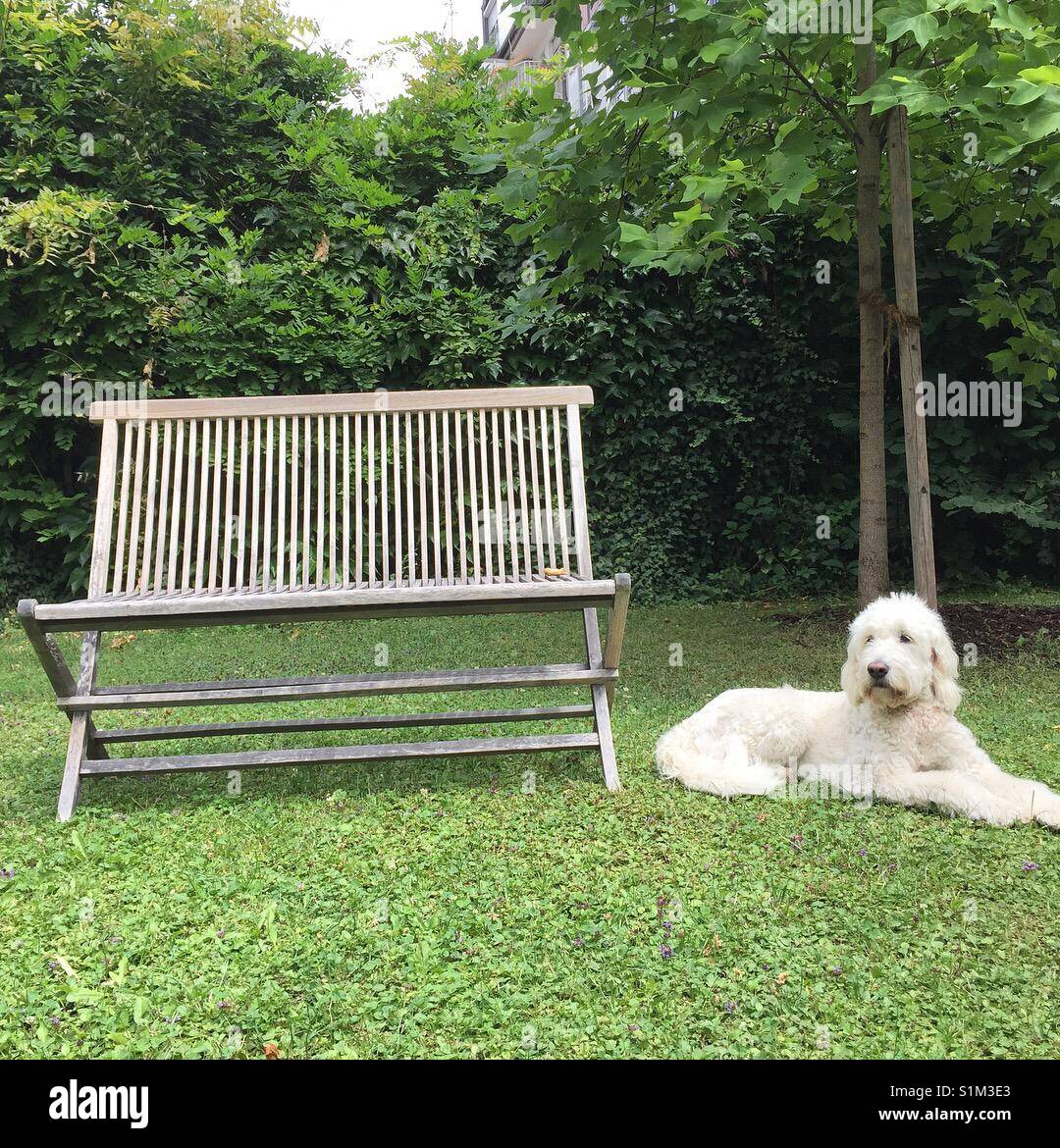 White dog goldendoodle waiting next to a bench on green grass in front of a tree, weisser Hund sitzt entspannt auf grünem Gras vor Baum neben einer leeren Bank in der Natur Stock Photo