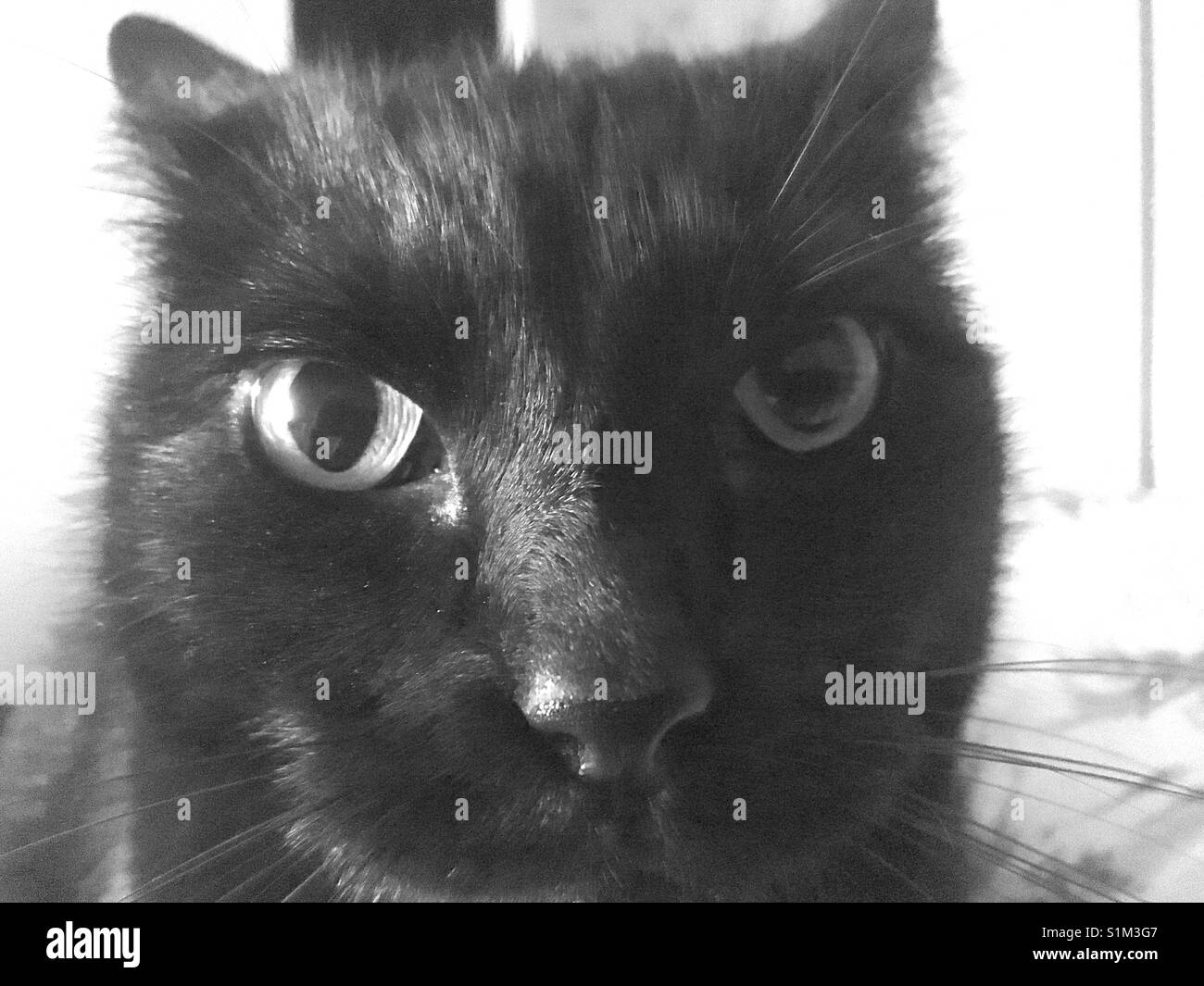 Black cats selfie hi-res stock photography and images - Alamy