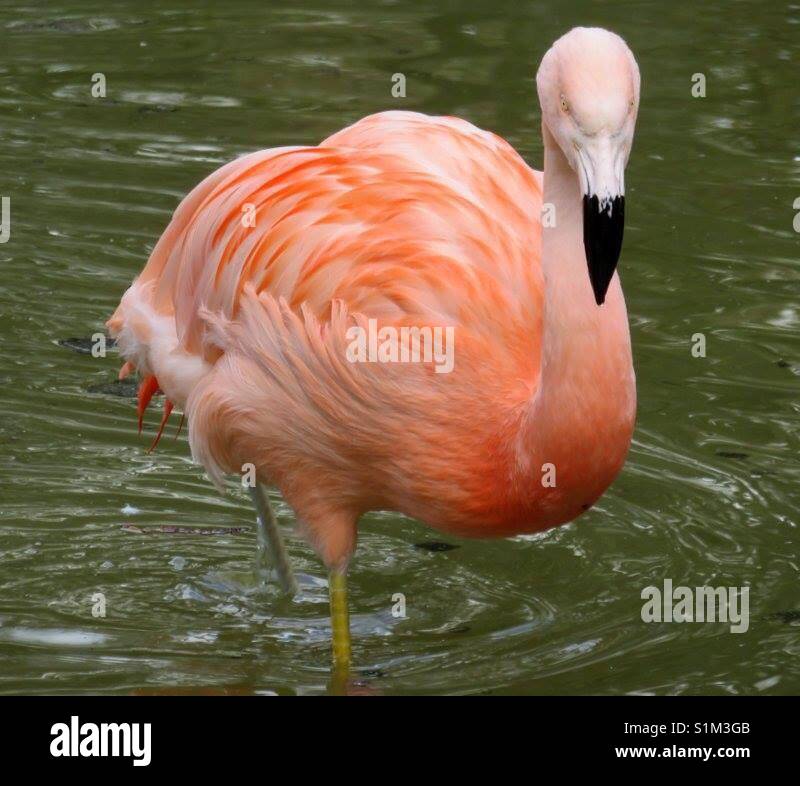 Flamingo wading in water - Smartphone Captured Stock Image