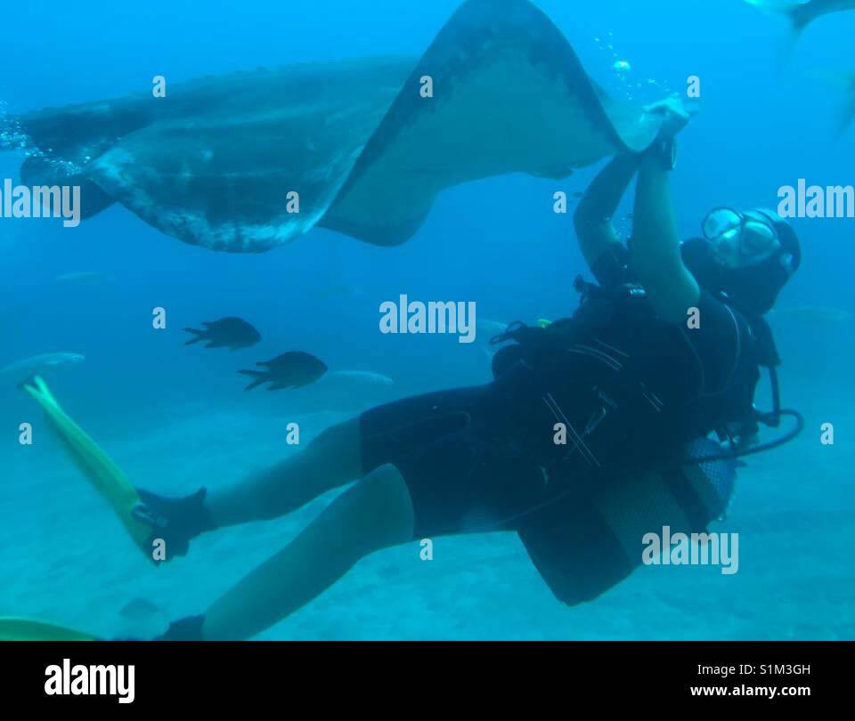 Scuba diver with manta ray during submarine safari in Tenerife - Smartphone Captured Stock Image