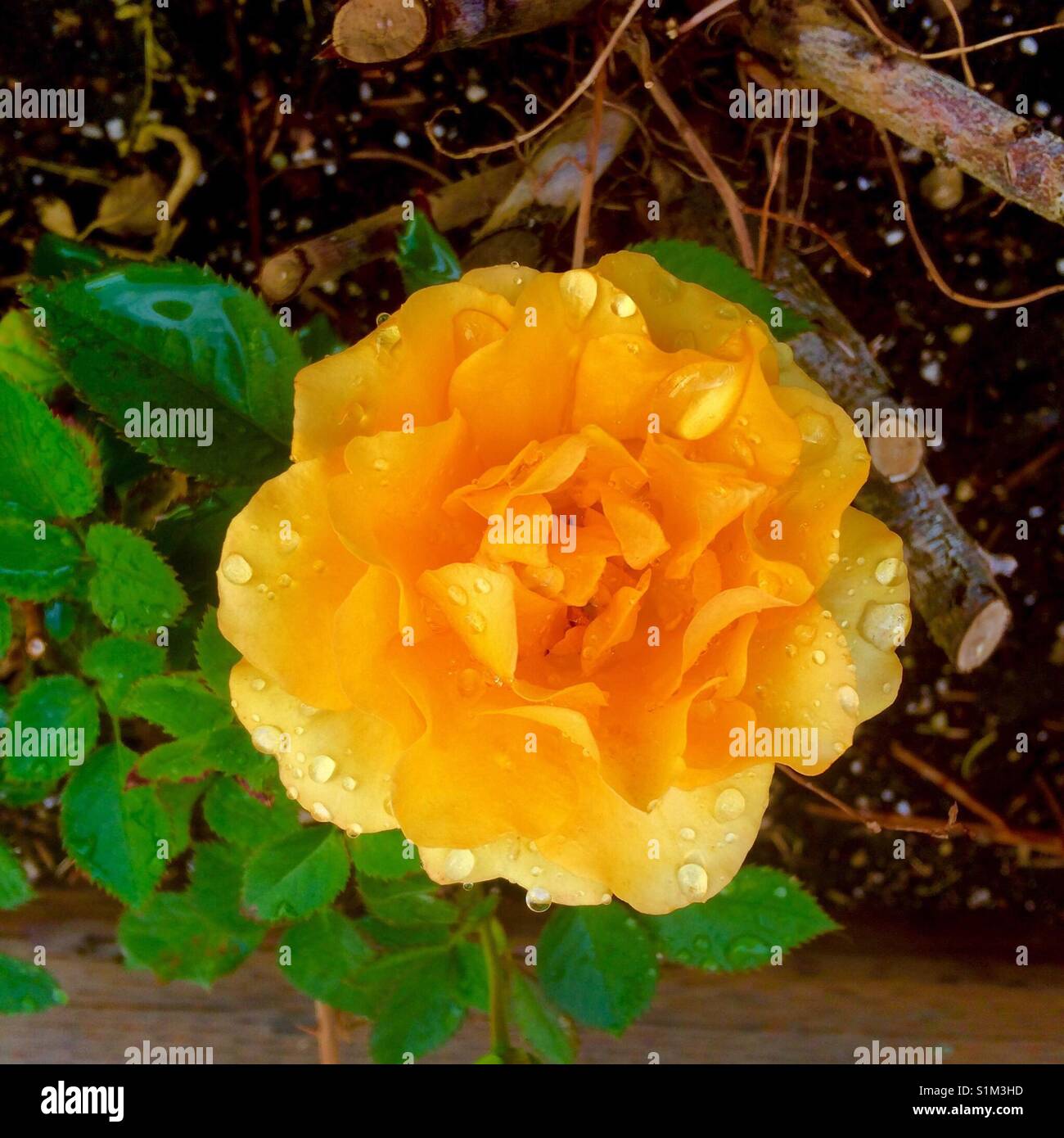 Yellow Rose after the rain Stock Photo - Alamy
