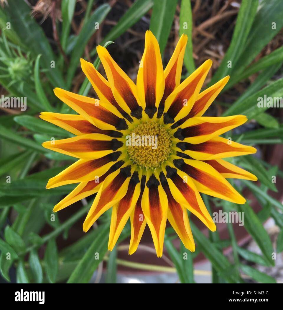 Sunny flower - Smartphone Captured Stock Image