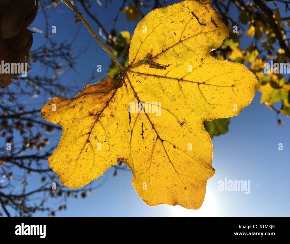 Autumnal leaf illuminated by sunlight - Smartphone Captured Stock Image