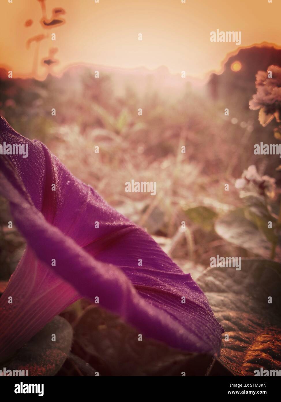 Sunrise Glory- morning glory in sunrise - Smartphone Captured Stock Image
