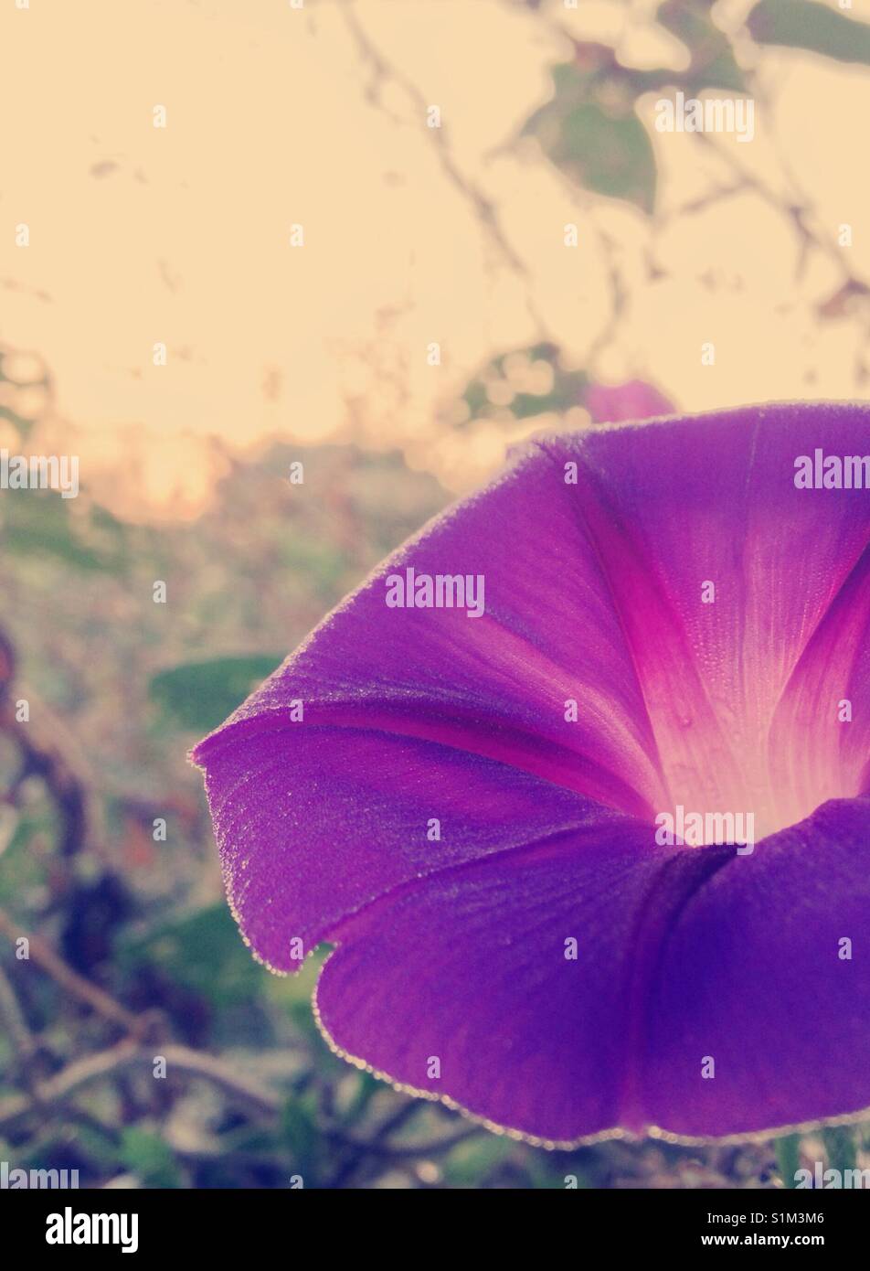 Glory of morning- purple morning glory soaks in sunrise Stock Photo