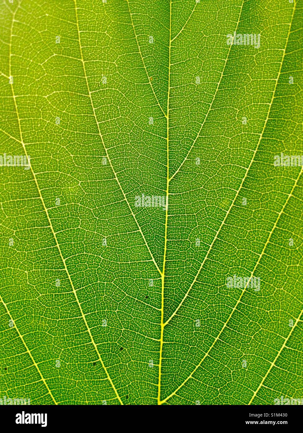 Malberry High Resolution Stock Photography And Images Alamy Malberry High Resolution Stock Photography And Images Alamy