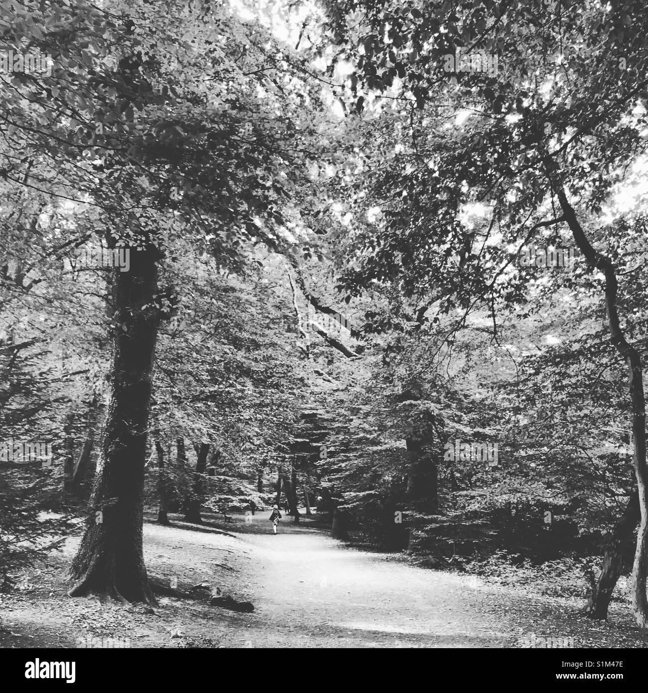Black and white trees woods path Black and White Stock Photos & Images ...