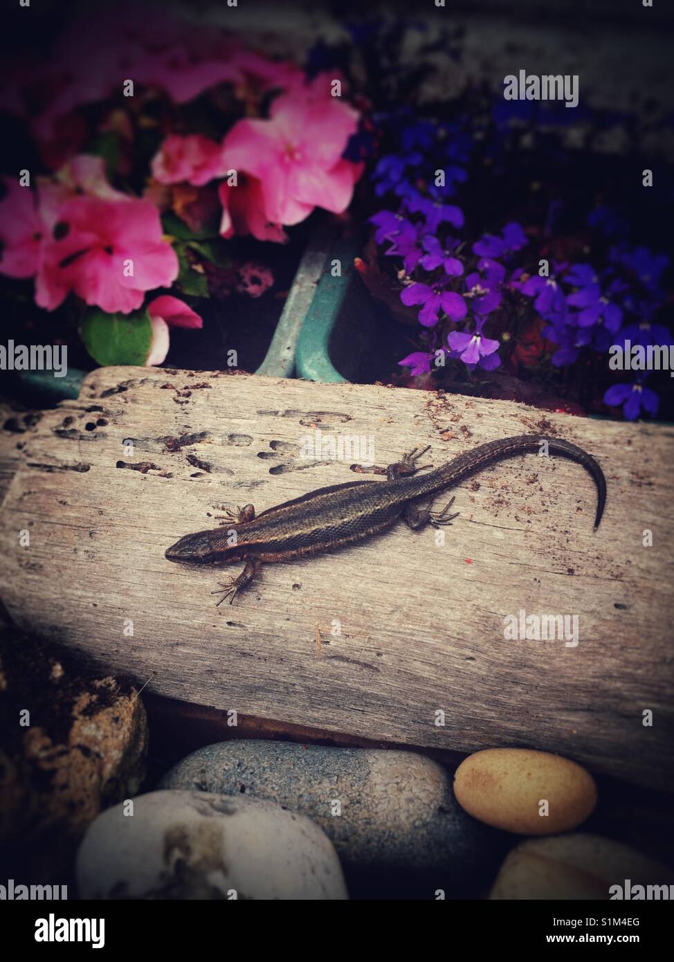 Gecko - Smartphone Captured Stock Image