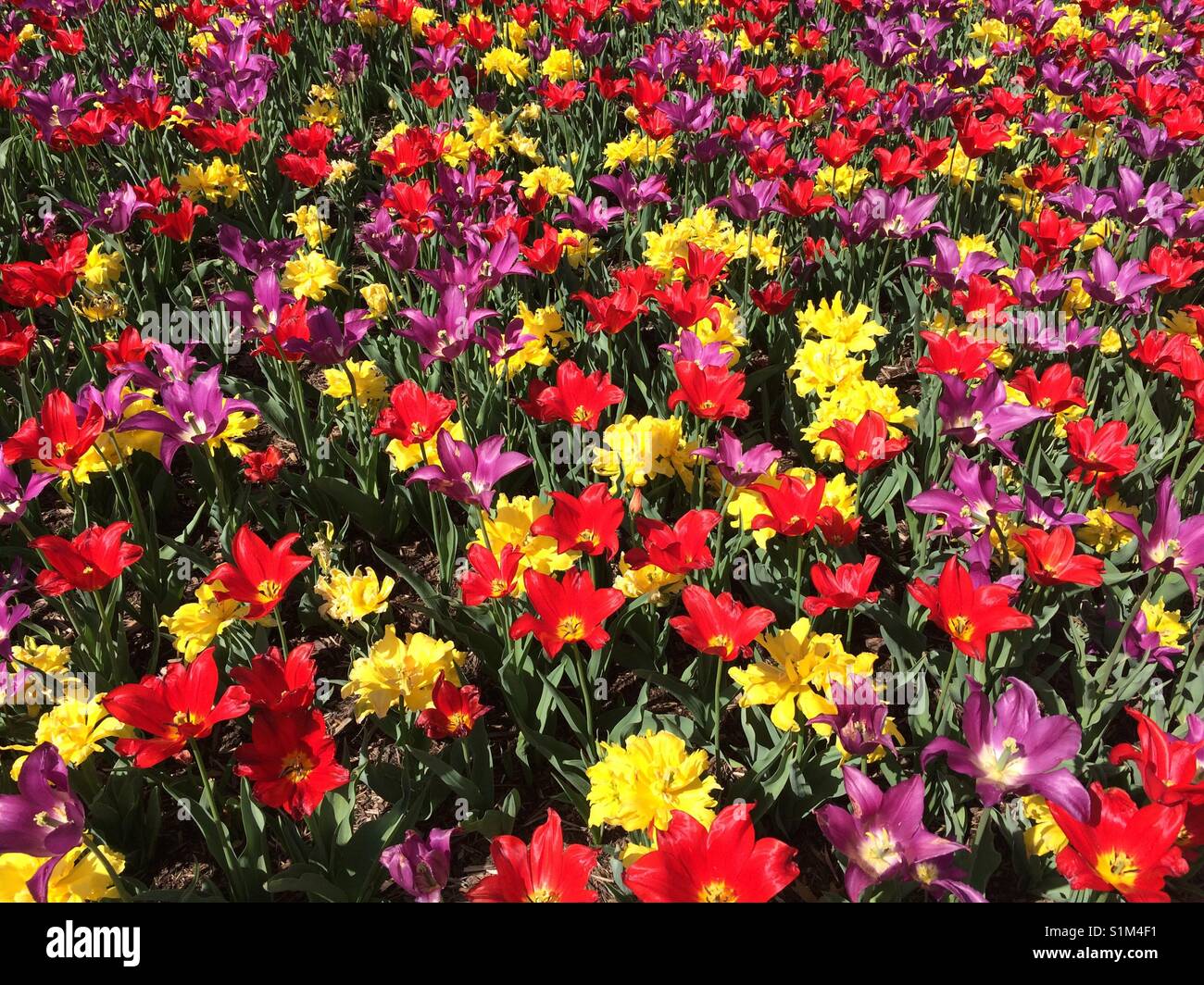 Blacksburg hires stock photography and images Alamy