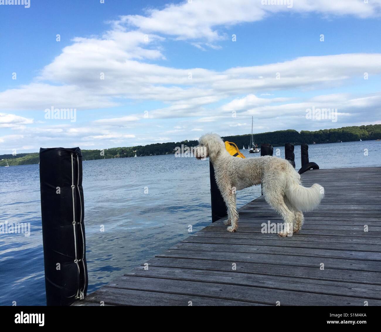 Goldendoodle, white dog, weisser Hund steht stolz, majestätisch und aufmerksam auf Bootssteg am Wasser am Starnberger See, Bayern Stock Photo