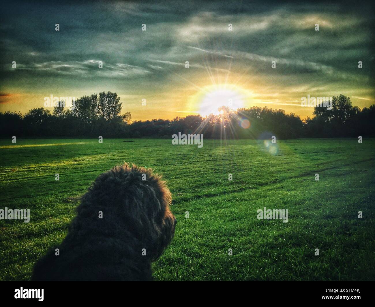 Black Labradoodle dog sitting in a field watching the sun go down Stock Photo