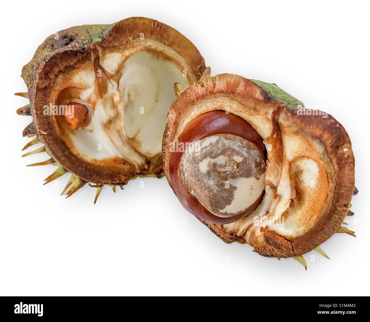 Horse chestnut pod that has been opened showing the seed (conker) inside - Smartphone Captured Stock Image