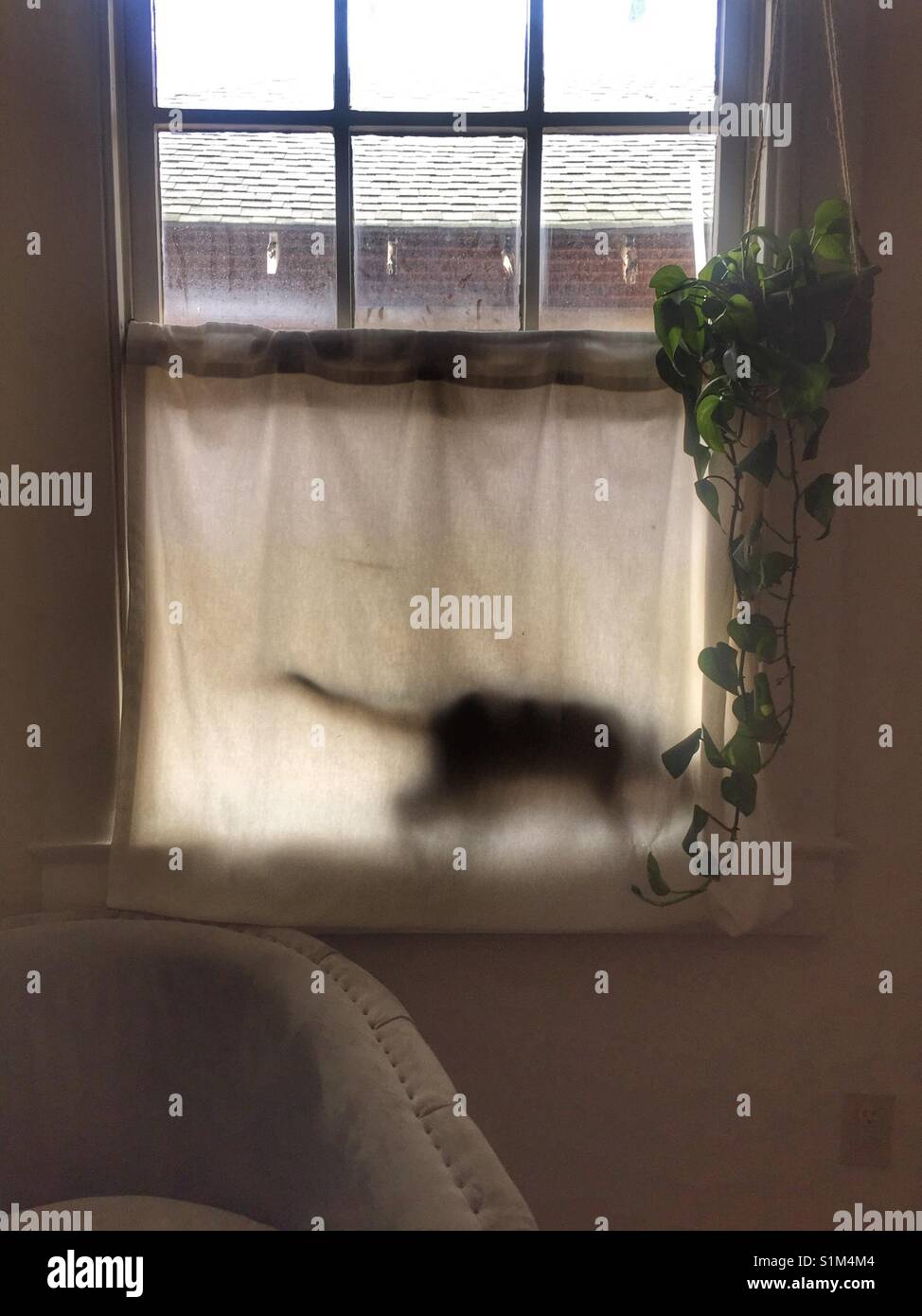 Shadow of cat behind curtain Stock Photo