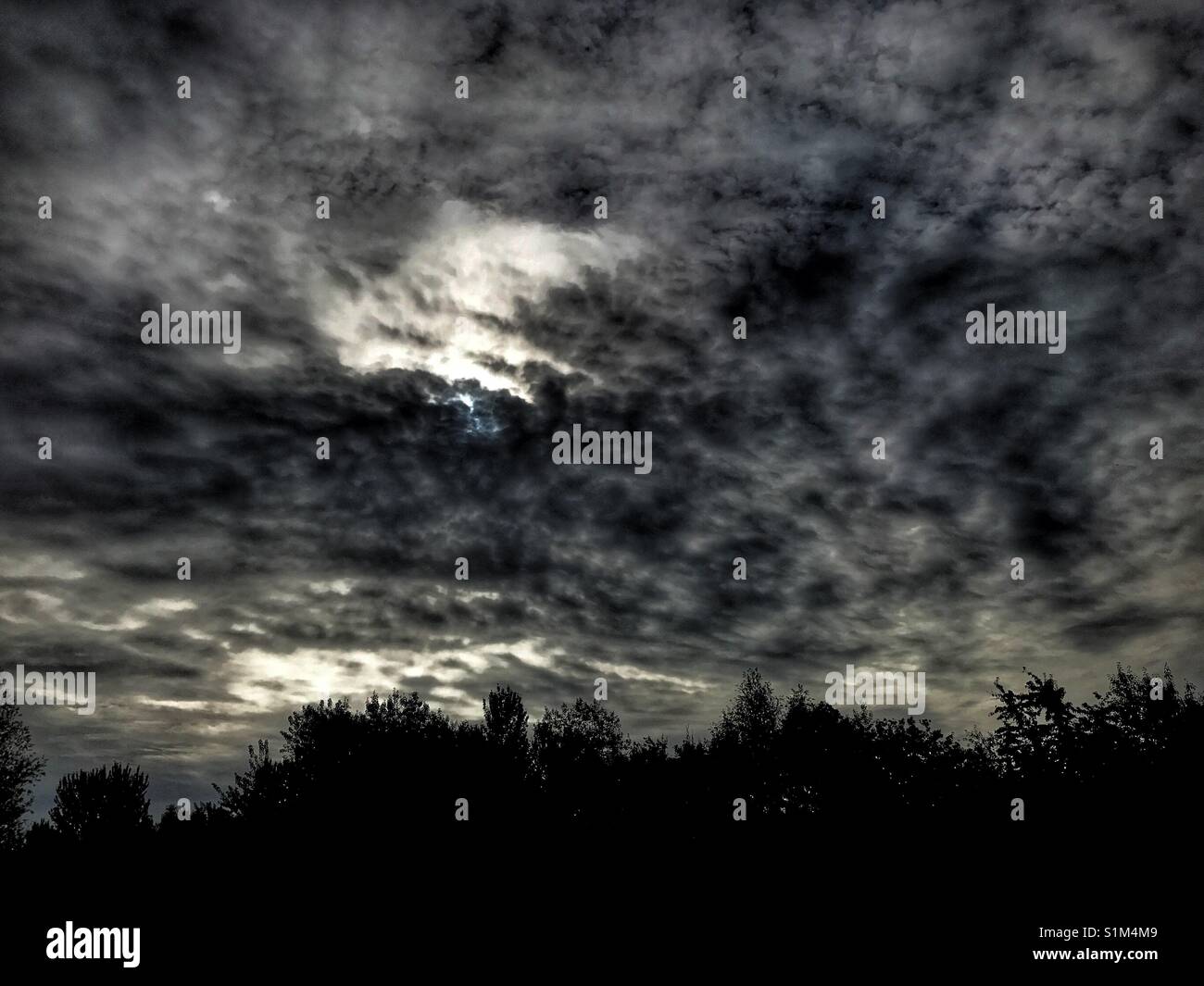 Black white row trees hi-res stock photography and images - Alamy