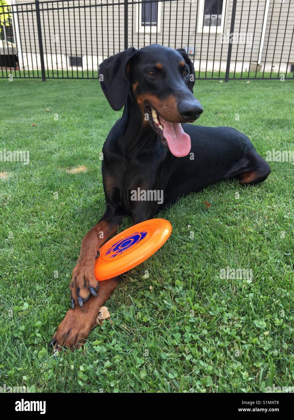 Dobie and his frisbee Stock Photo