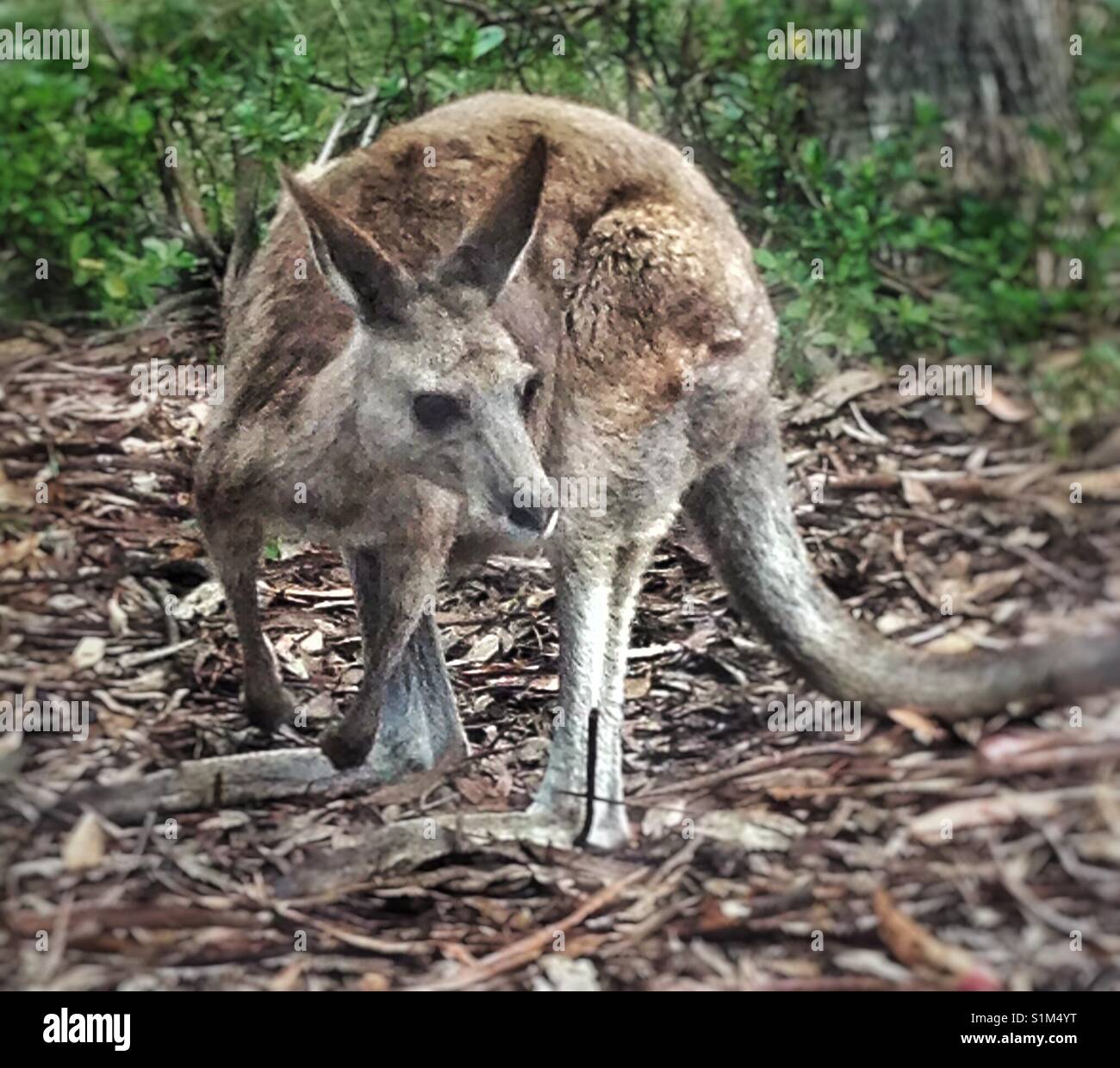 Kangaroo, Australia Stock Photo