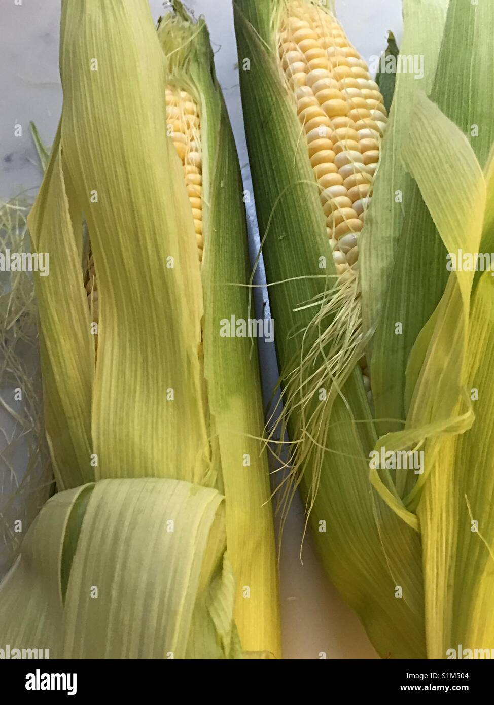 Freshly shucked corn on the cob close-up, USA - Smartphone Captured Stock Image