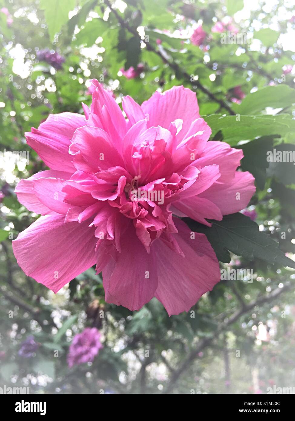 Blooming double rose of Sharon hibiscus, USA Stock Photo - Alamy