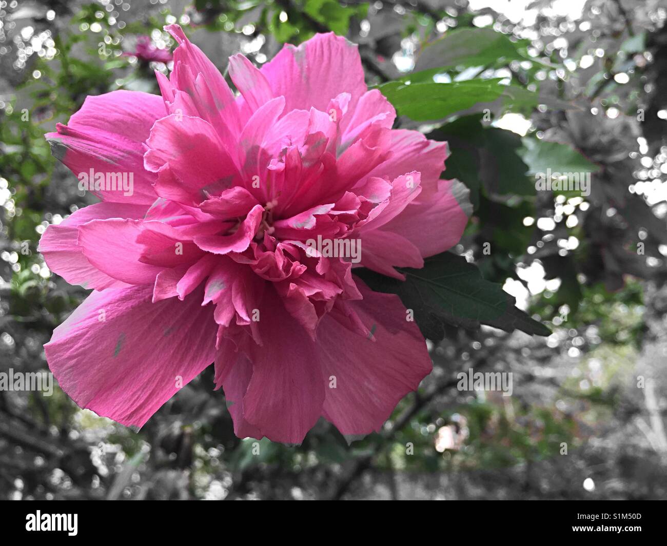 Blooming double rose of Sharon hibiscus, USA Stock Photo