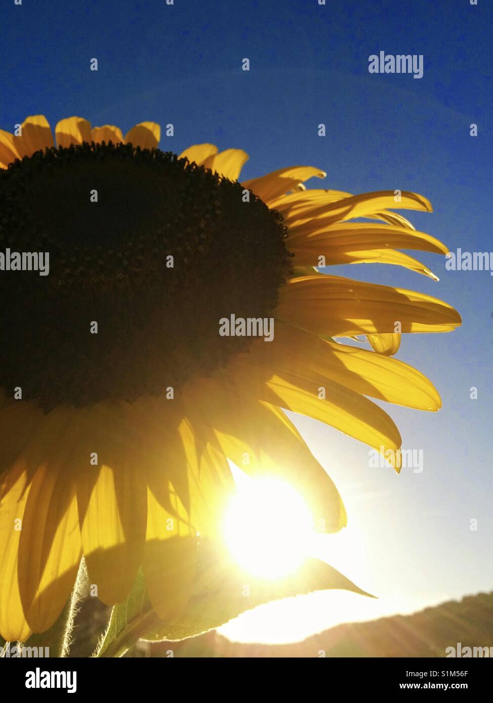 Sunflower and sun Stock Photo Alamy