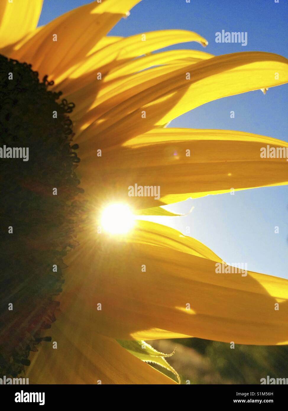 Sunflower and sun Stock Photo Alamy