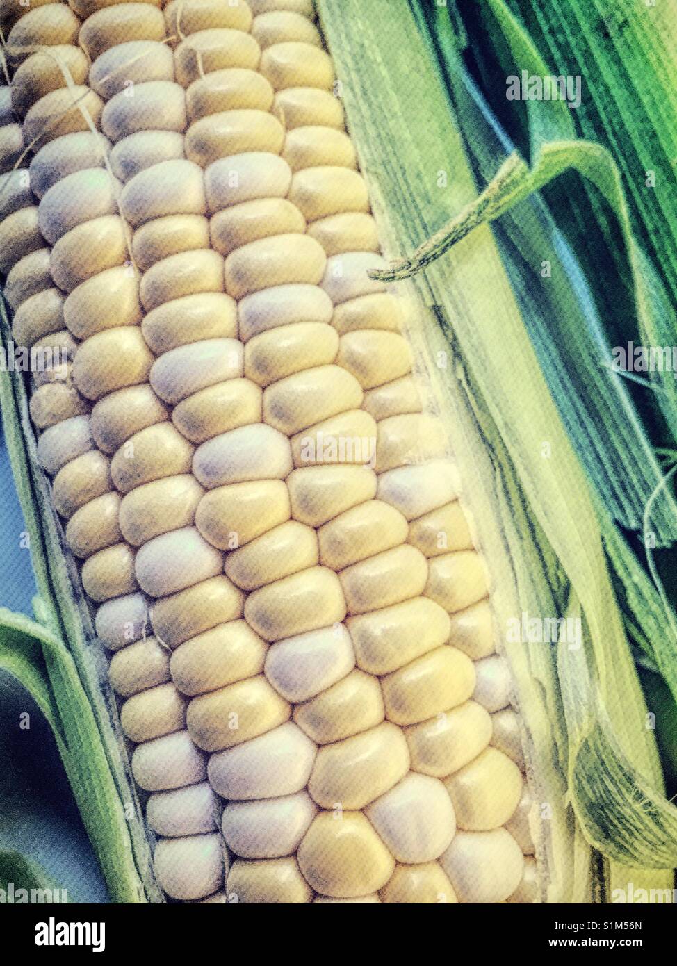Freshly shucked  corn on the cob close up USA - Smartphone Captured Stock Image