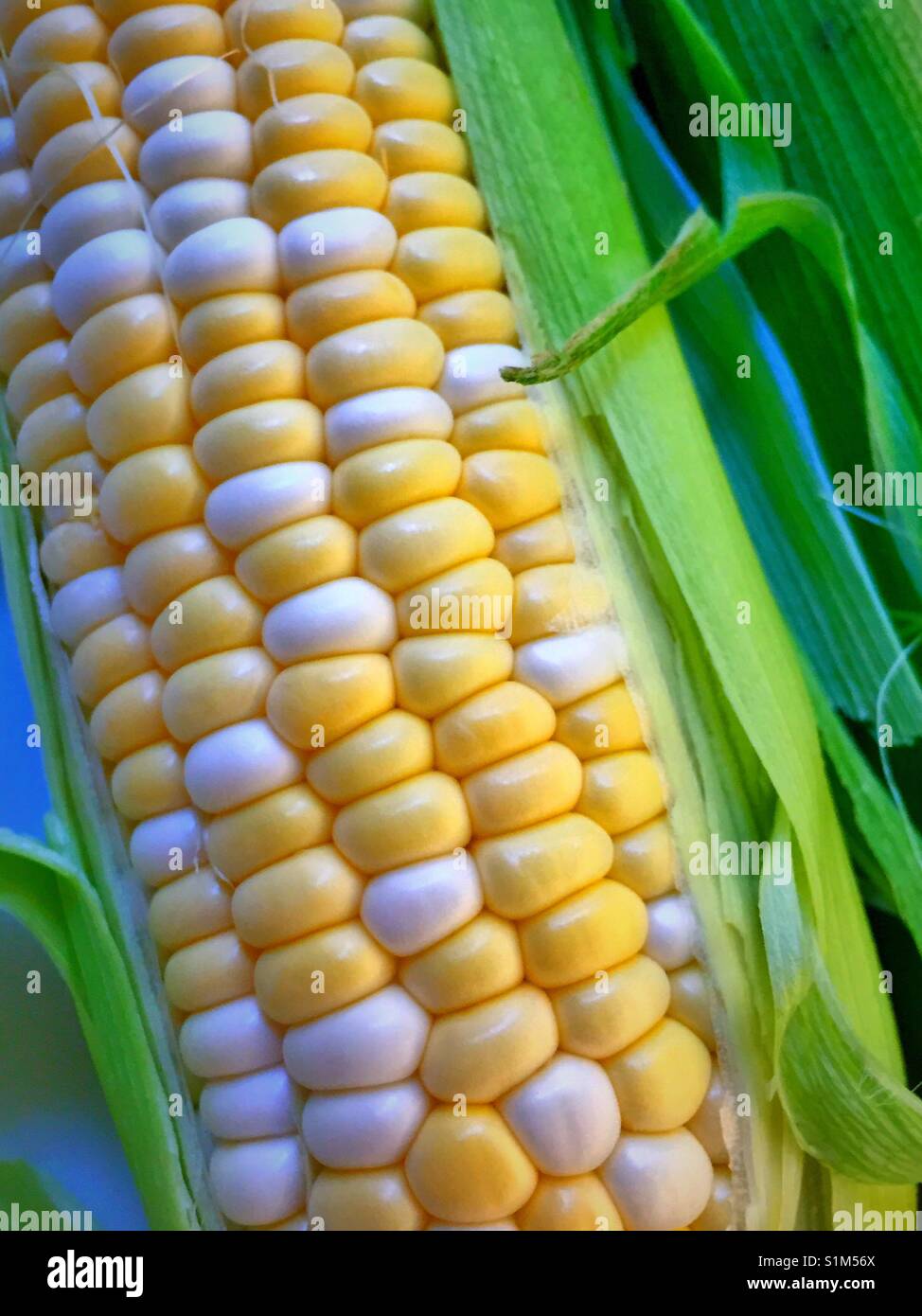 Freshly shucked corn on the cob close-up, USA - Smartphone Captured Stock Image