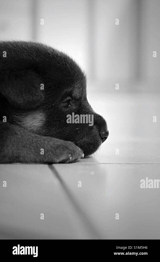 An 1-month old puppy Stock Photo - Alamy