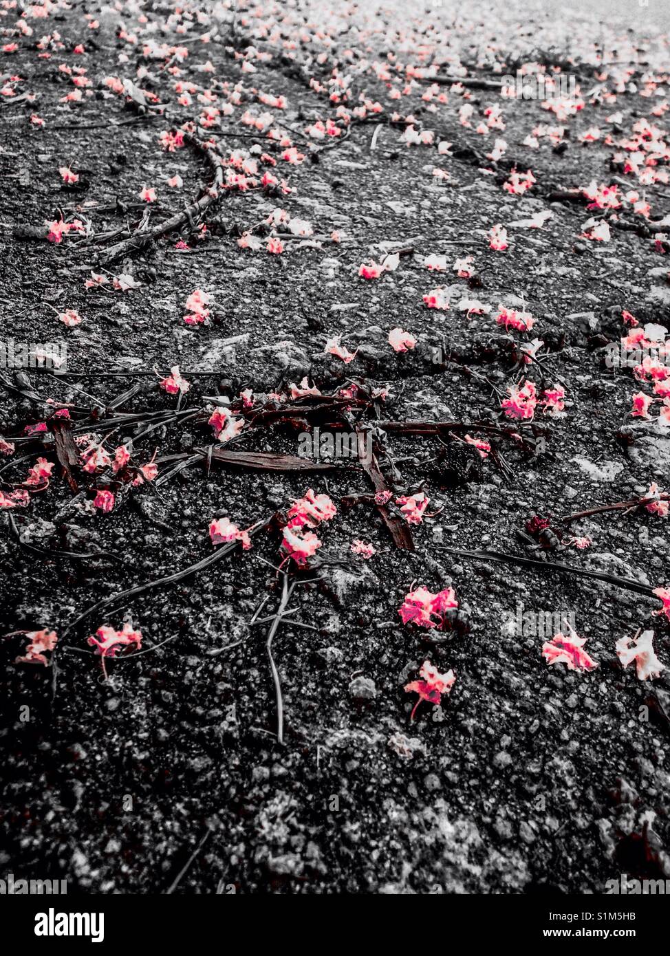 Color pop photo of red Crepe Myrtle petals on pavement after rain - Smartphone Captured Stock Image